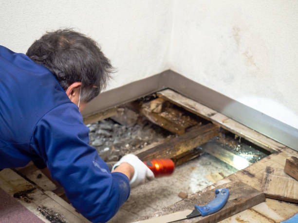 Best Crawl Space Mold Removal  in Richardson, TX