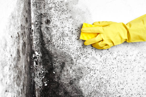 Best Commercial Mold Removal  in Richardson, TX