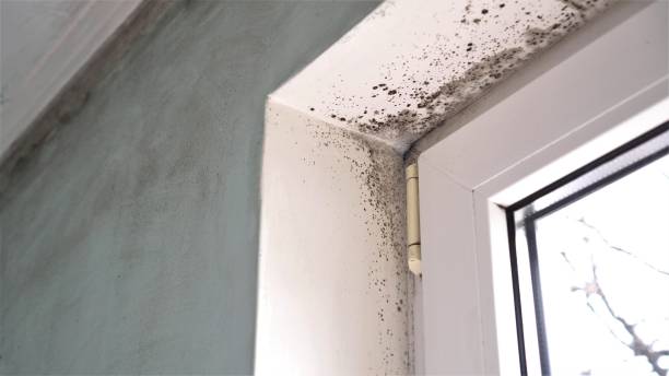 Best Affordable Mold Removal  in Richardson, TX