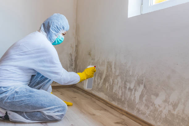Best Residential Mold Removal  in Richardson, TX