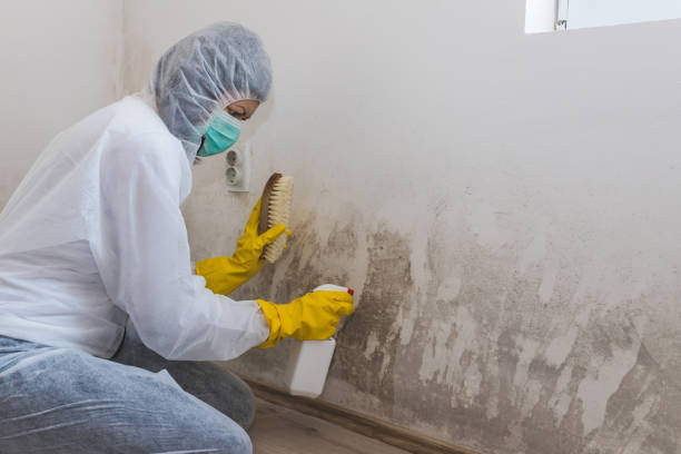 Best Residential Mold Removal  in Richardson, TX