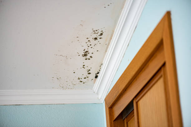 Best Mold Removal Company Near Me  in Richardson, TX