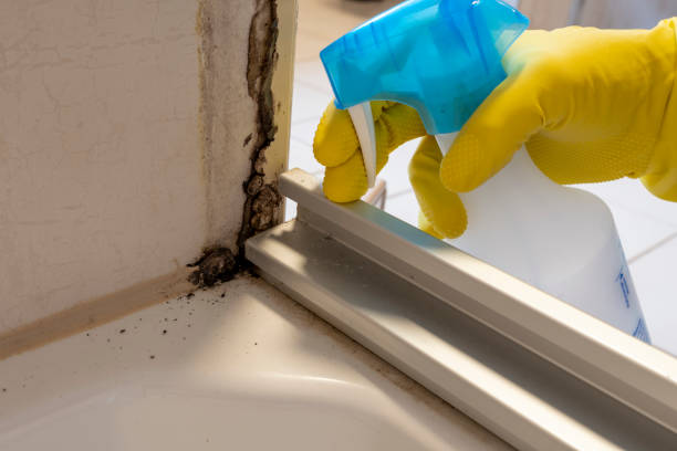 Best Professional Mold Removal  in Richardson, TX