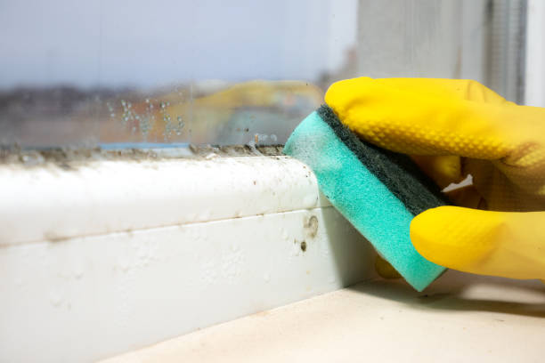 Best Attic Mold Removal  in Richardson, TX