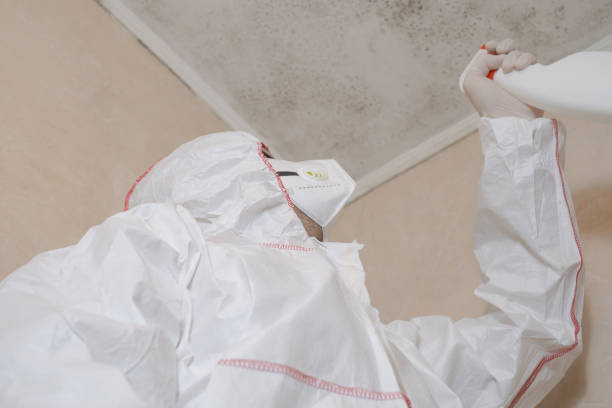 Best Same-Day Mold Removal  in Richardson, TX