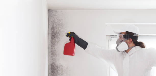 Best Mold Remediation  in Richardson, TX