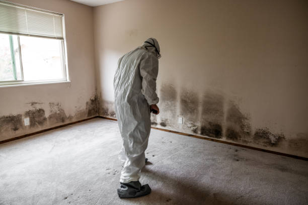 Best Professional Mold Removal  in Richardson, TX
