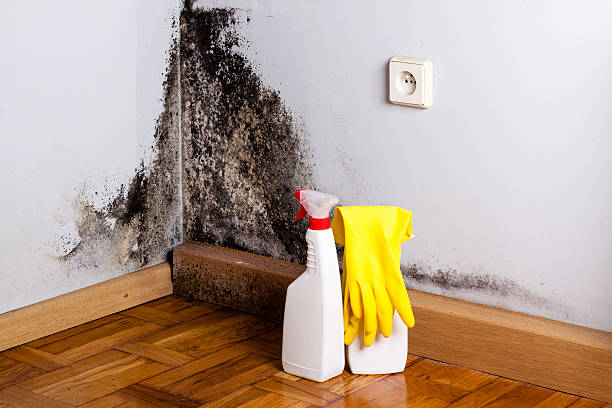 Home Mold Removal in Richardson, TX