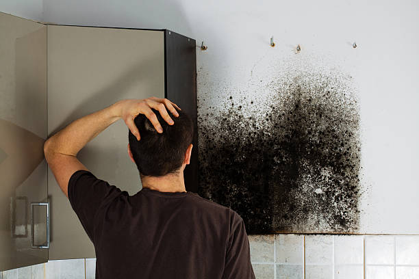 Best Home Mold Removal  in Richardson, TX