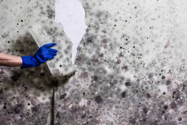 Best Mold Removal Near Me  in Richardson, TX