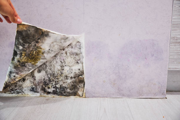 Best Professional Mold Removal  in Richardson, TX